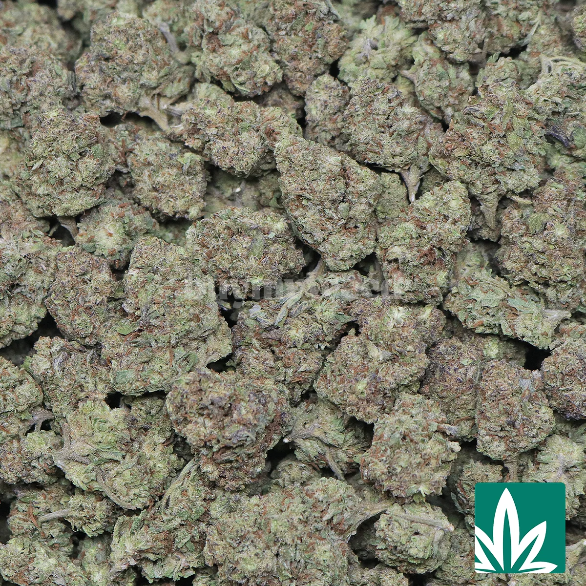 Space Burger Strain - 2
