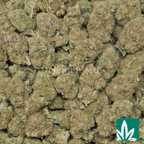 Amaretto Mintz Strain - 2