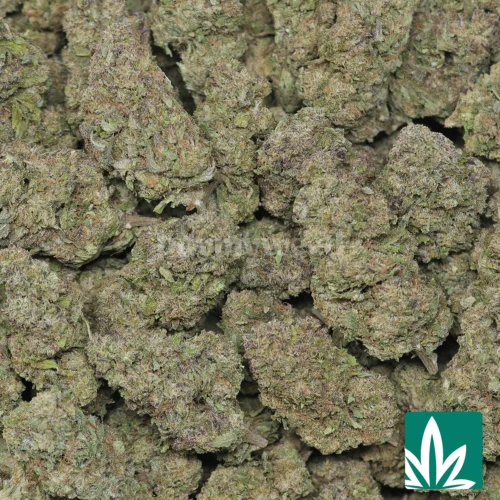 Apple Fritter Strain - 2