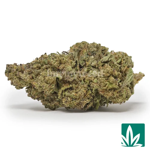 Apple Fritter Strain - 1