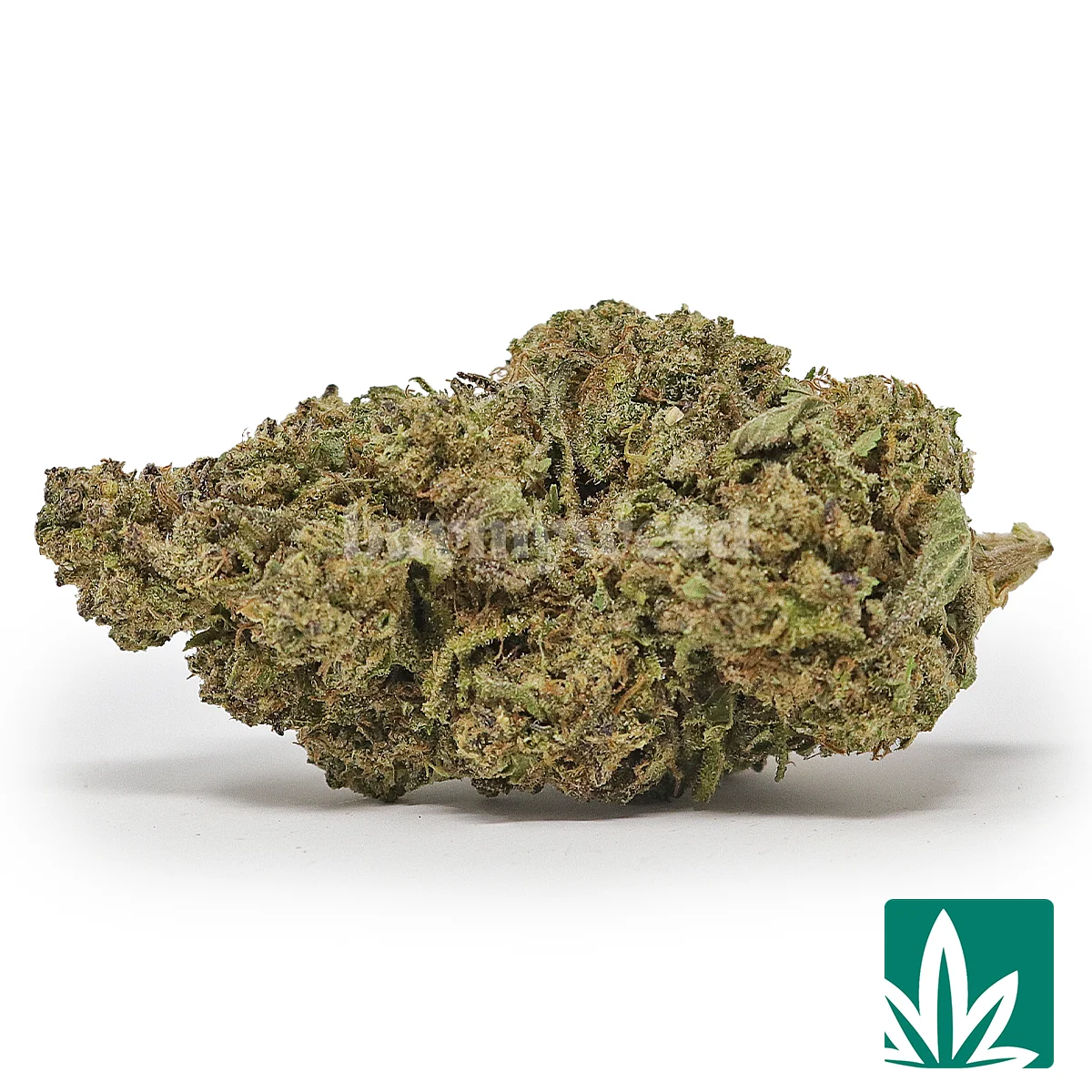 Apple Fritter Strain - 1