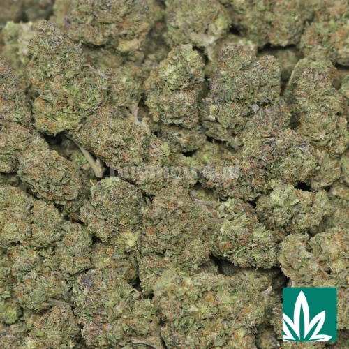 Double Runtz Strain - 2