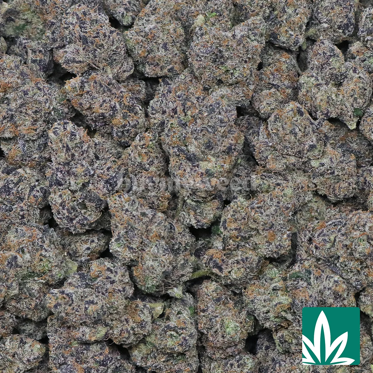 Exotic Lemon Cherry Gelato Strain - 2