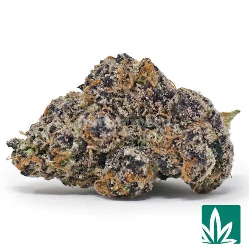Exotic Lemon Cherry Gelato Strain - 1