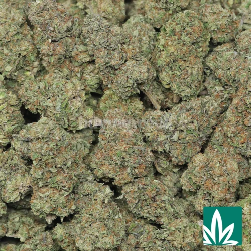 Gelato 41 Strain - 2