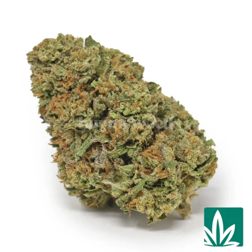 Gelato 41 Strain - 1