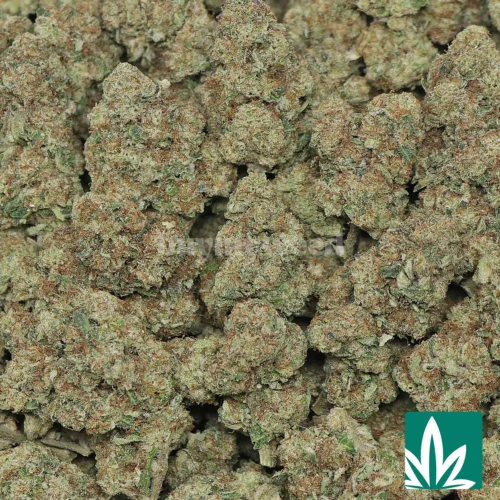 Grape God Strain - 2