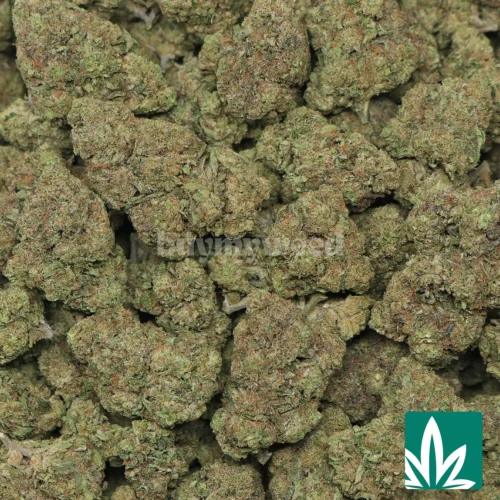 Girl Scout Cookies Strain - 2