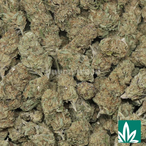 Kush Crasher Strain - 2