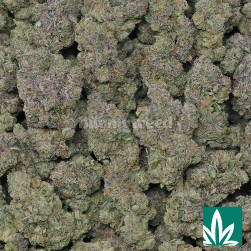 Nimbus Snacks Strain - 2