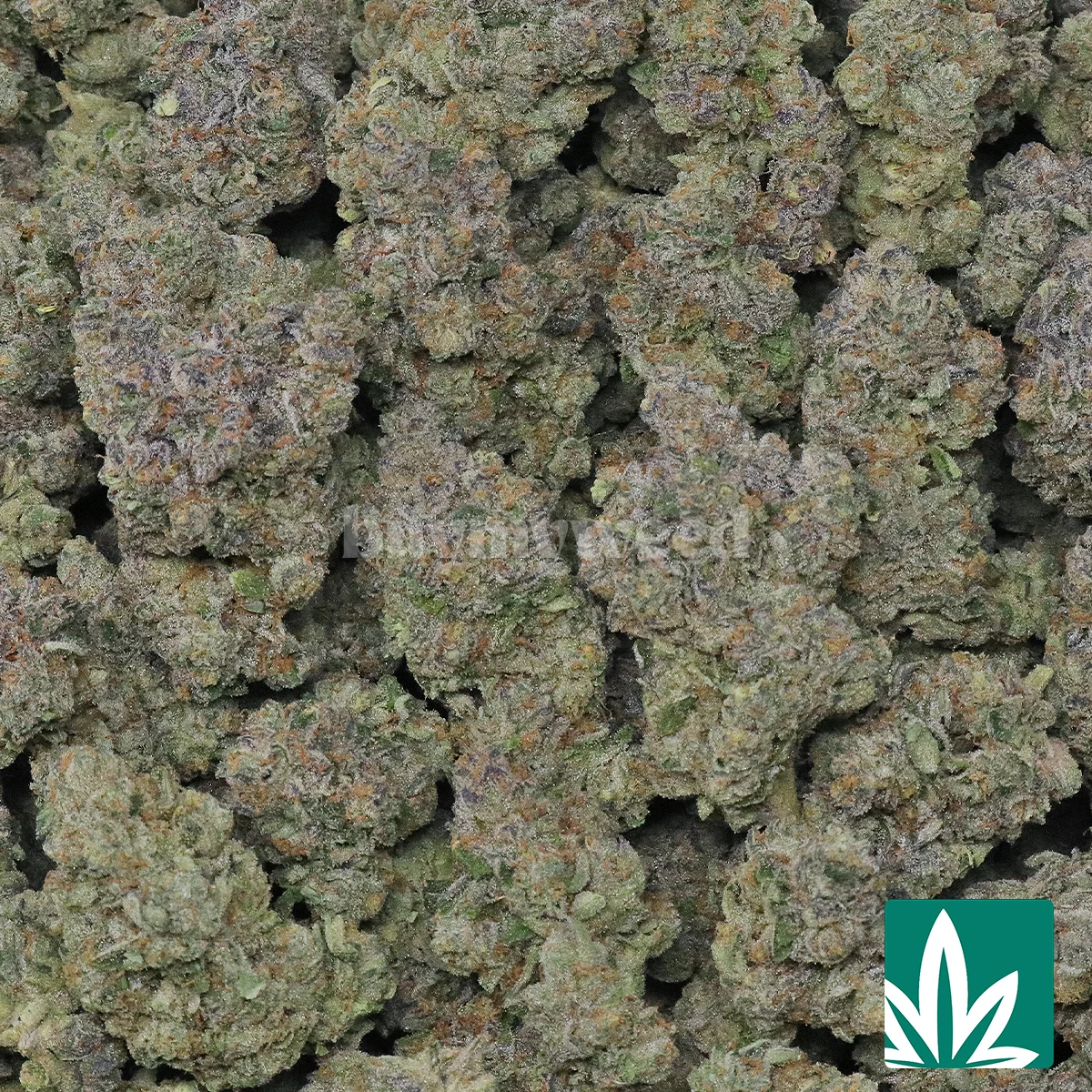 Nimbus Snacks Strain - 2