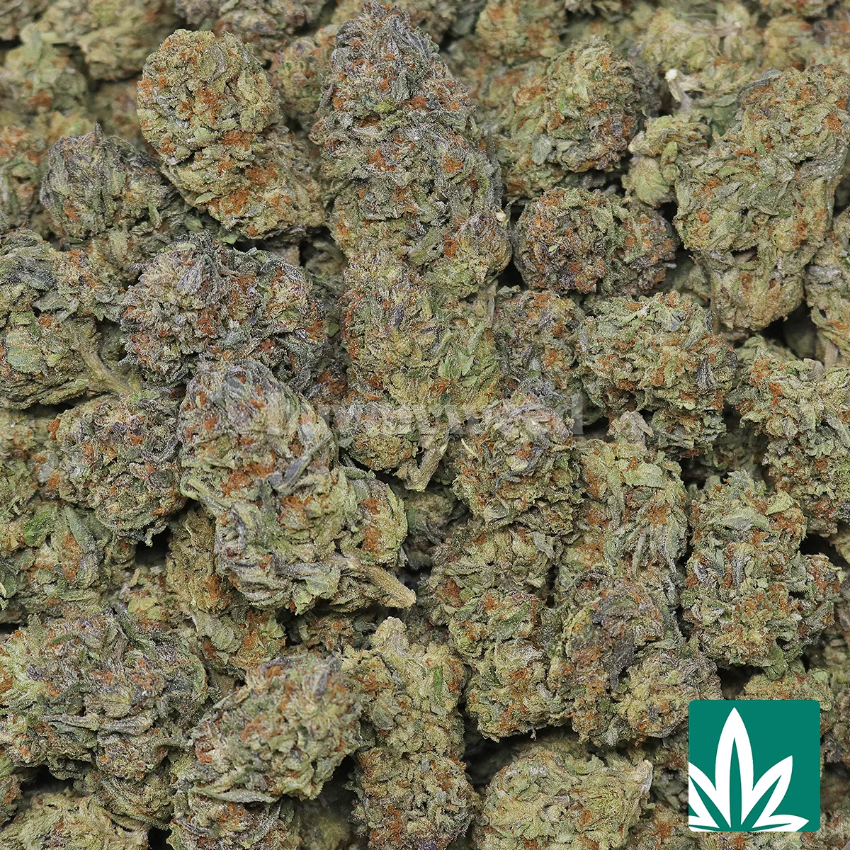 Purple Gushers Strain - 2