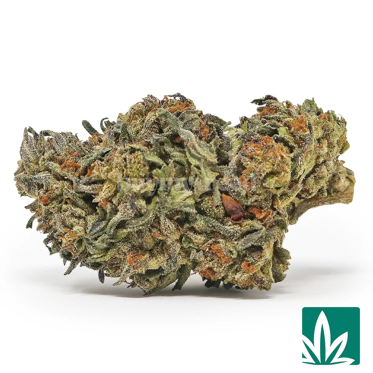 Purple Gushers Strain - 1