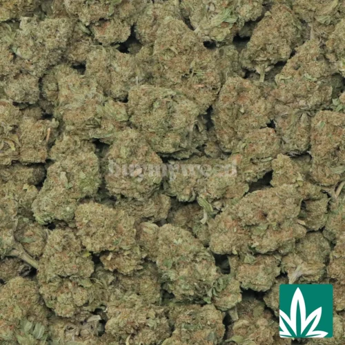 Thin Mint Cookies Strain - 2