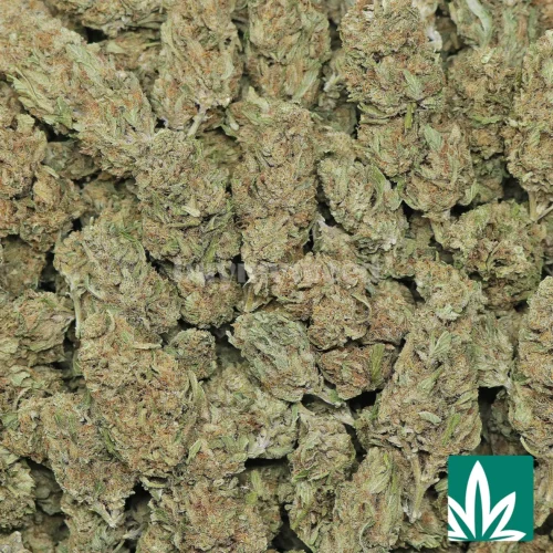 Violet Fog Strain - 2