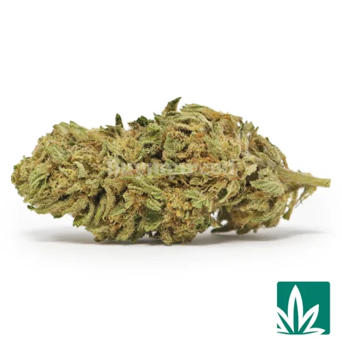 Violet Fog Strain - 1