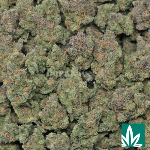 Blue Dream Strain - 2