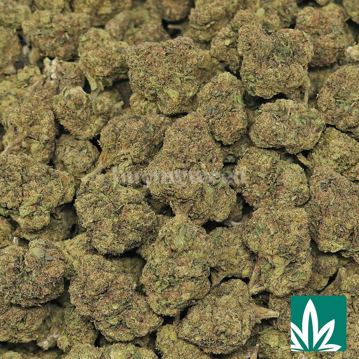 Blue Runtz Strain - 2