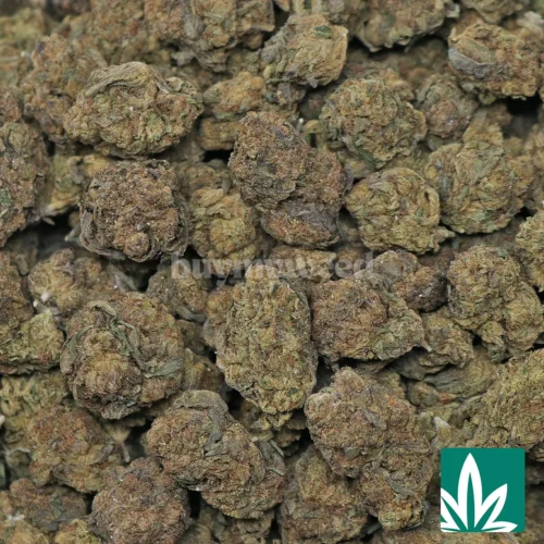 Candy Gelato Strain - 2