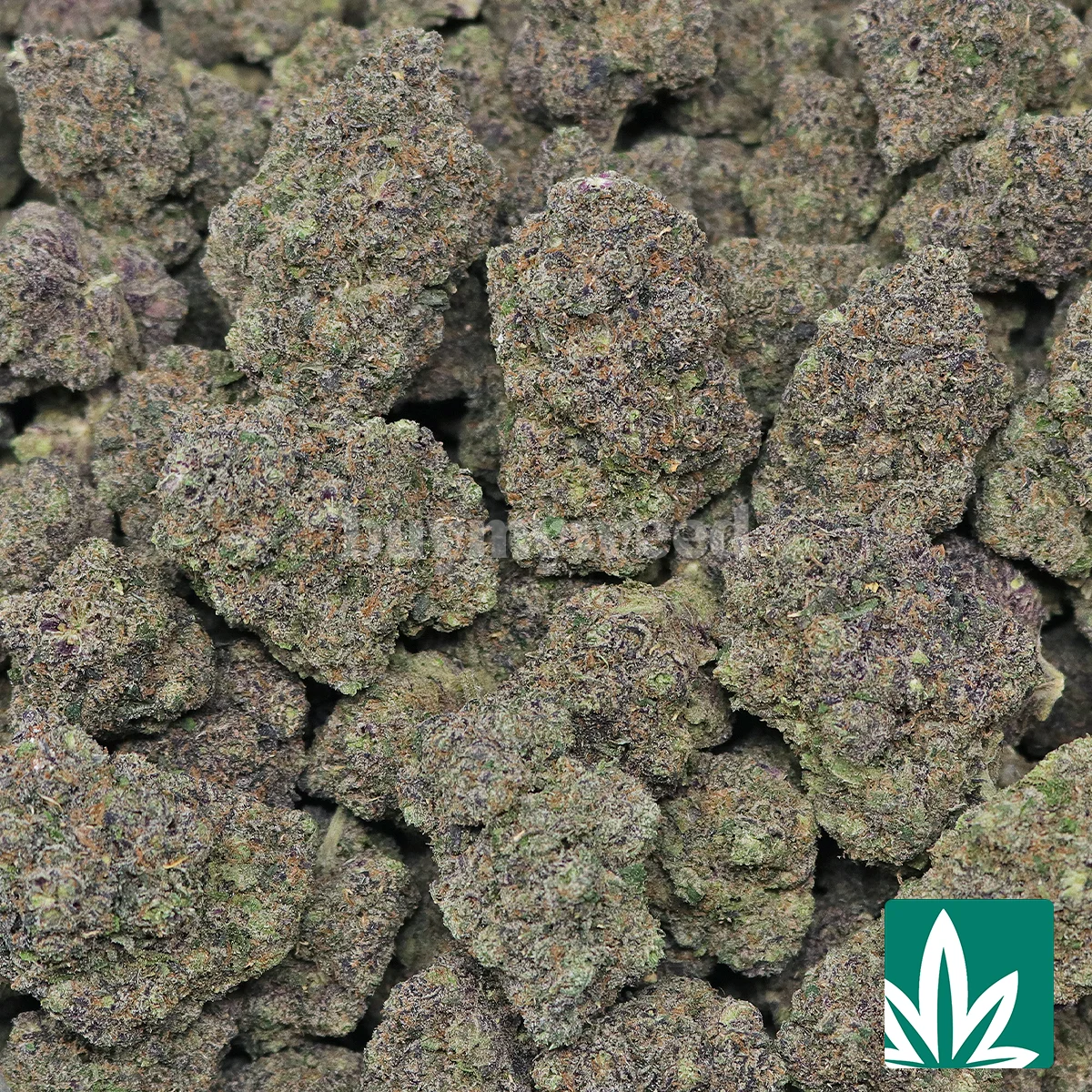 Cherry Pop Gelato Strain - 2