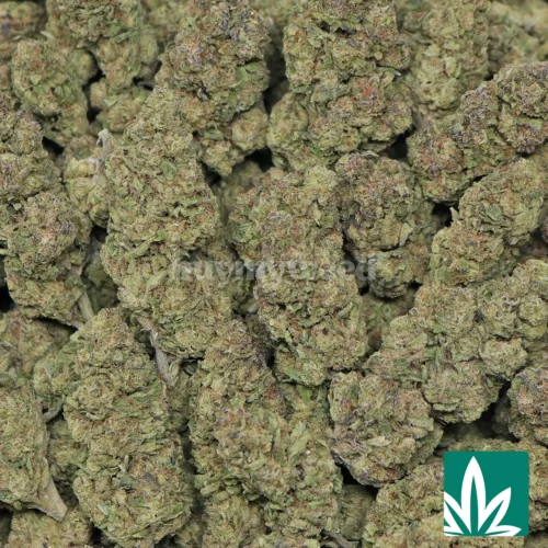 Cookie Butter Strain - 2