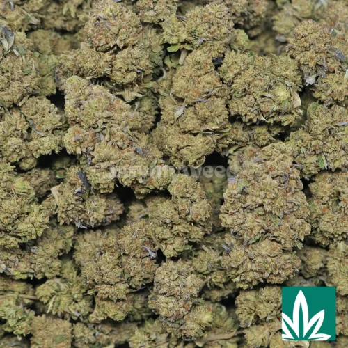 Cookies n Cream Strain - 2