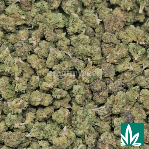 Gelato 47 'Smalls' Strain - 2