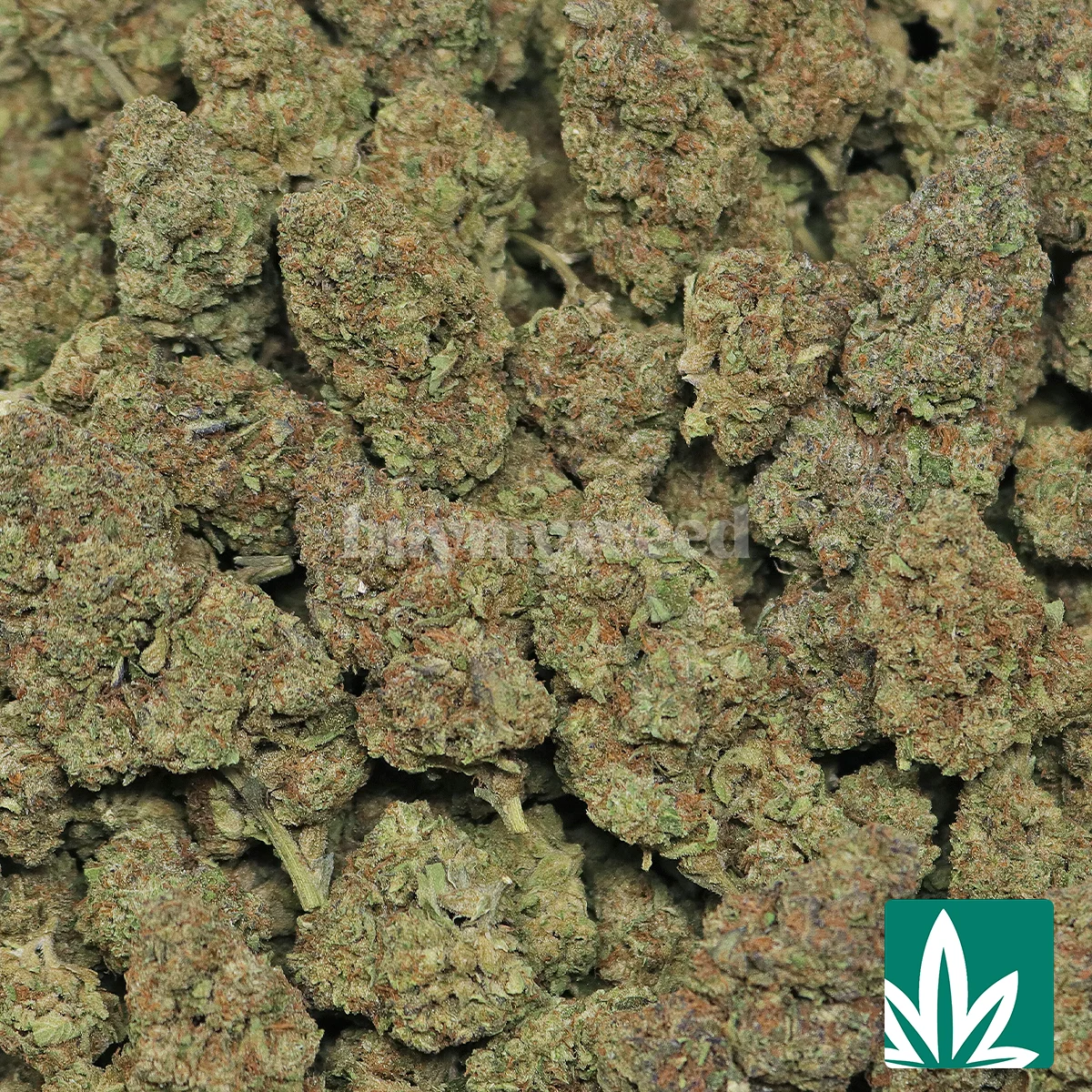 Gelato Ice Strain - 2
