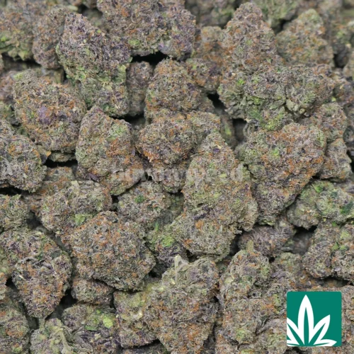 Gelatti Strain - 2