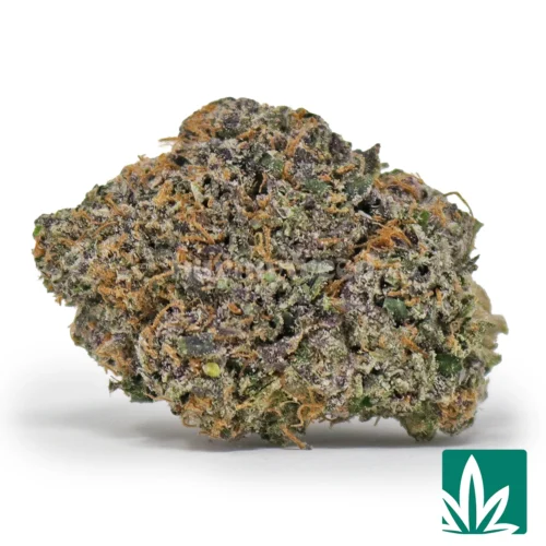 Gelatti Strain - 1