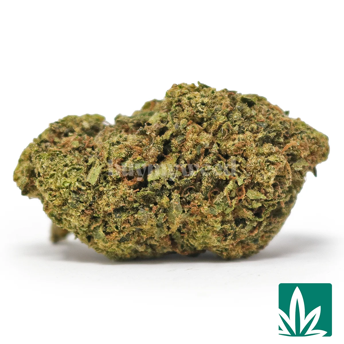 Gruntz Strain - 1