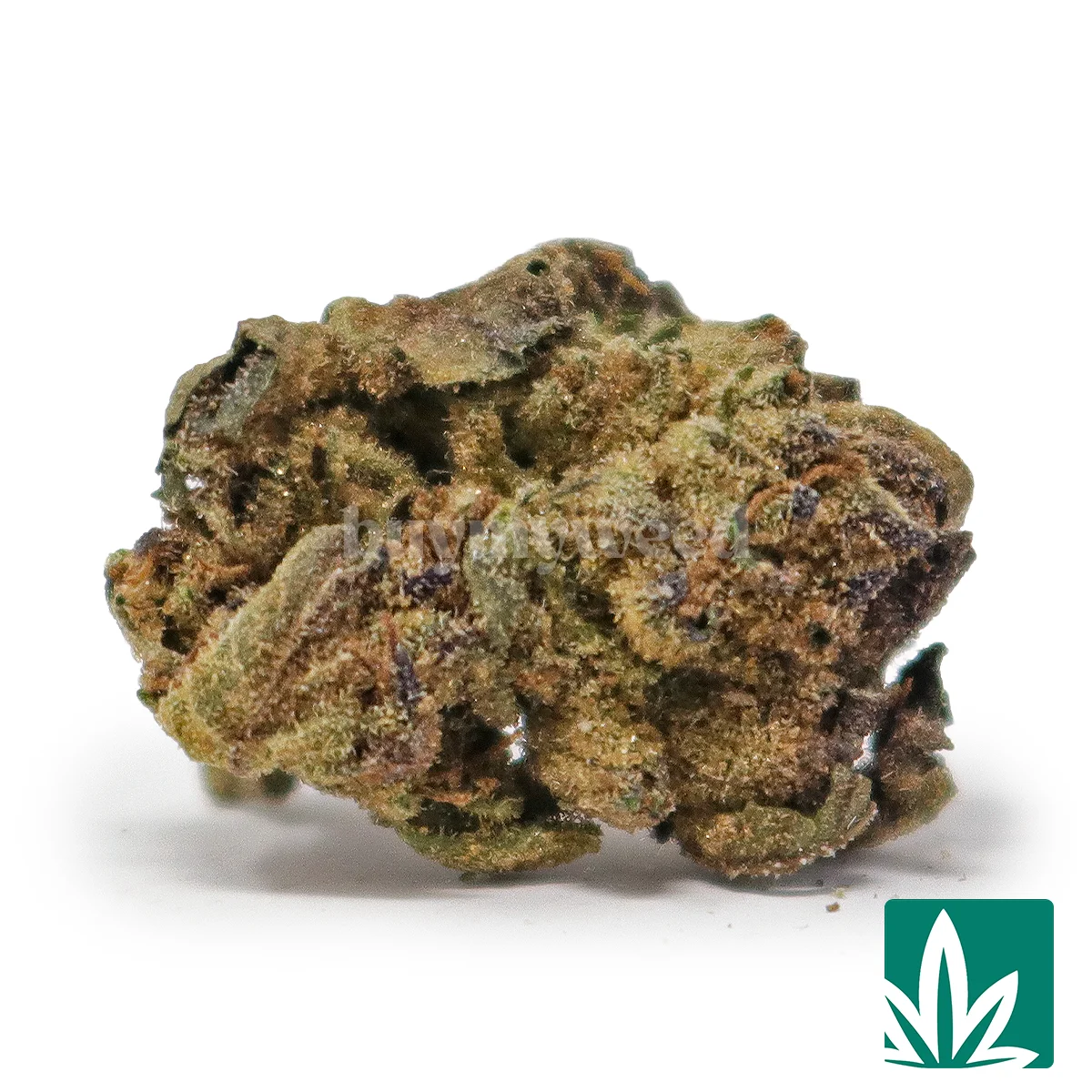 Gumbo ‘Smalls’ Strain - 1