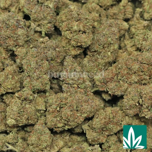 Ice Cream Cake Strain - 2