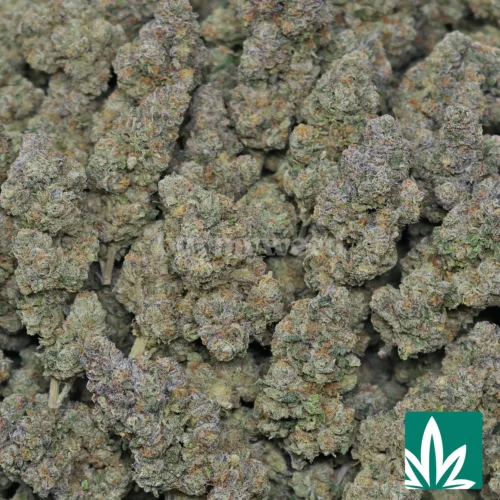 Jack Herer Strain - 2