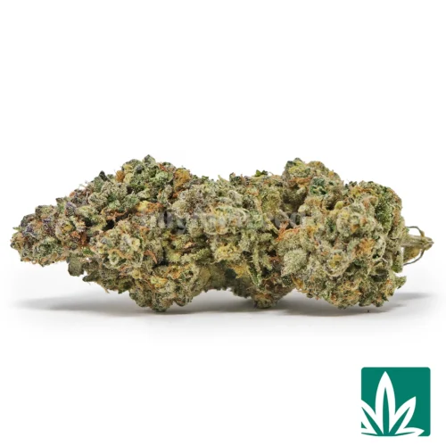 Jack Herer Strain - 1