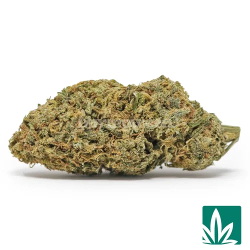 Rogue OG Strain - 1