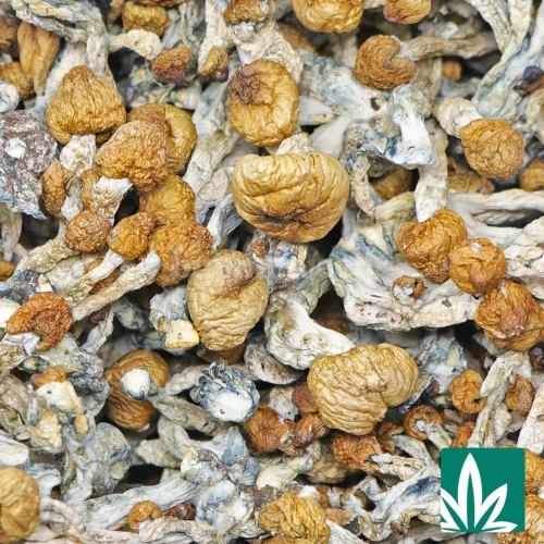 Steel Magnolia Strain - 2