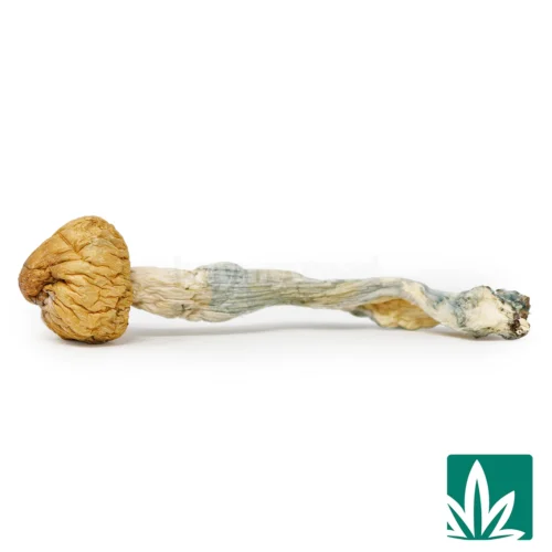Steel Magnolia Strain - 1