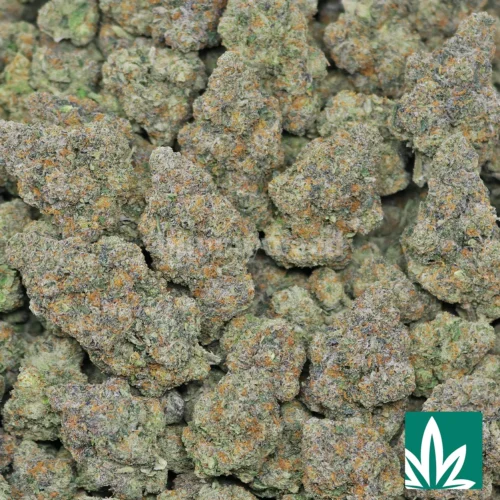 Bacio Gelato Strain - 2