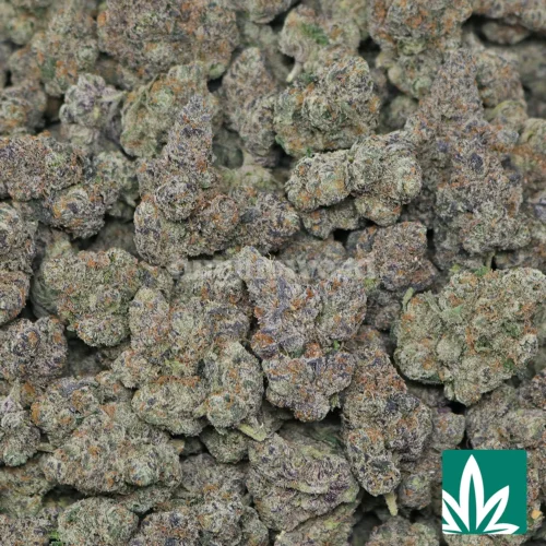 Blue Nerdz Strain - 2