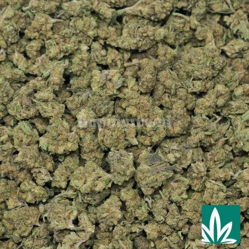 Candy Gelato 'Smalls' Strain - 2