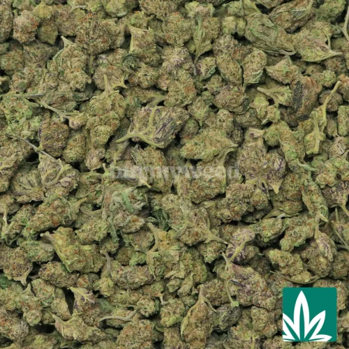 Cherry Diesel 'Smalls' Strain - 2