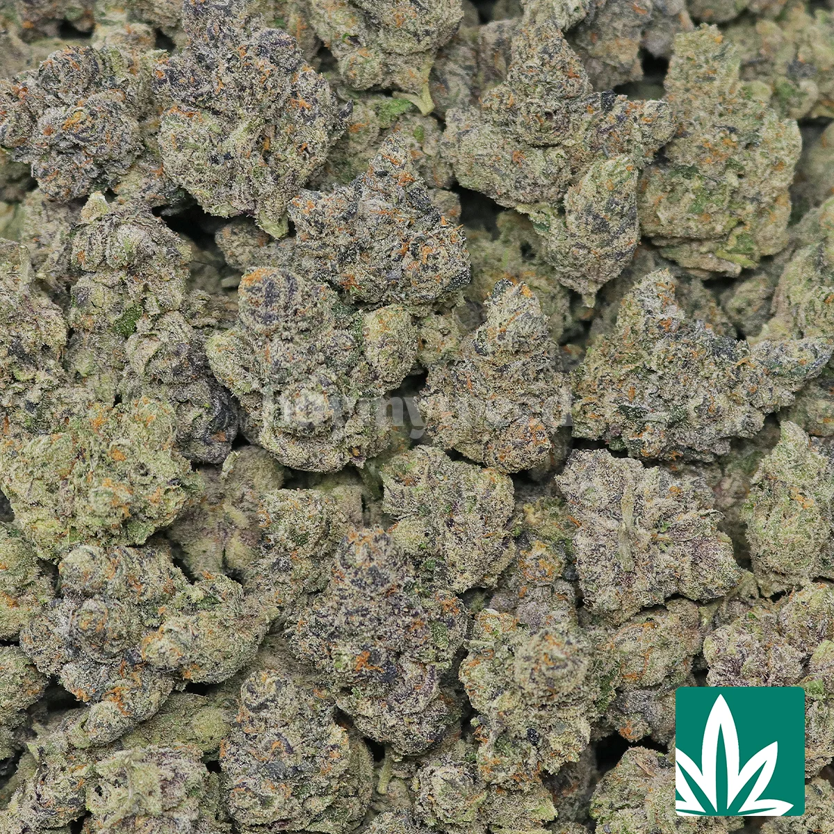 Chrome Runtz Strain - 2