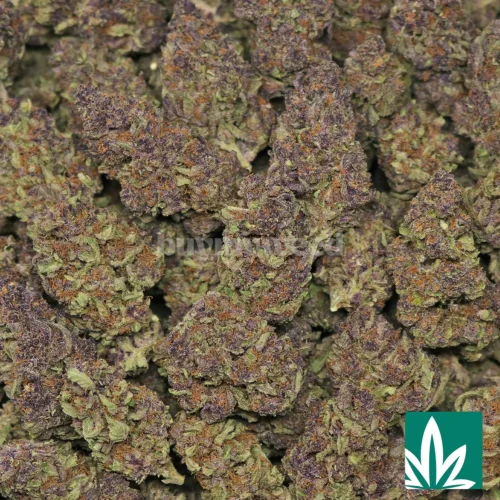Forbidden Fruit Strain - 2