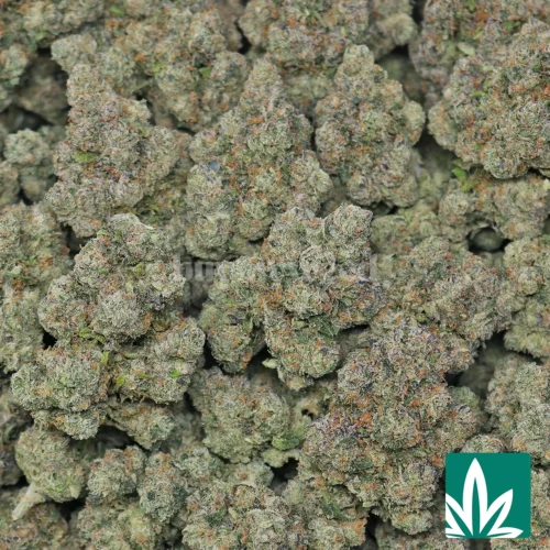 Galactic Runtz Strain - 2