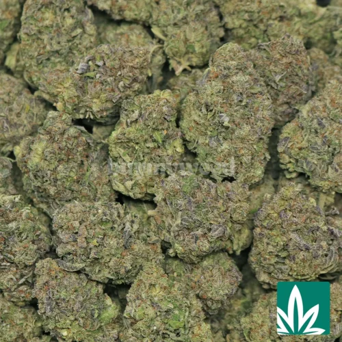 Gelato Strain - 2