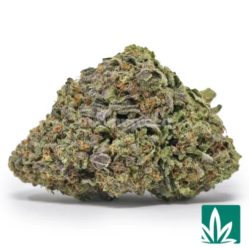 Gelato Strain - 1