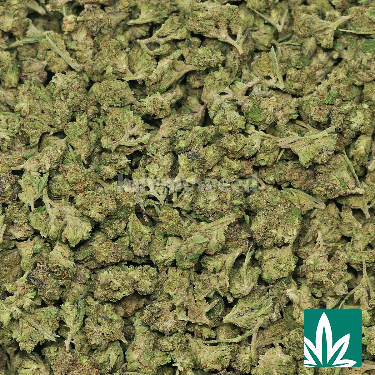 Gelato Cake 'Smalls' Strain - 2