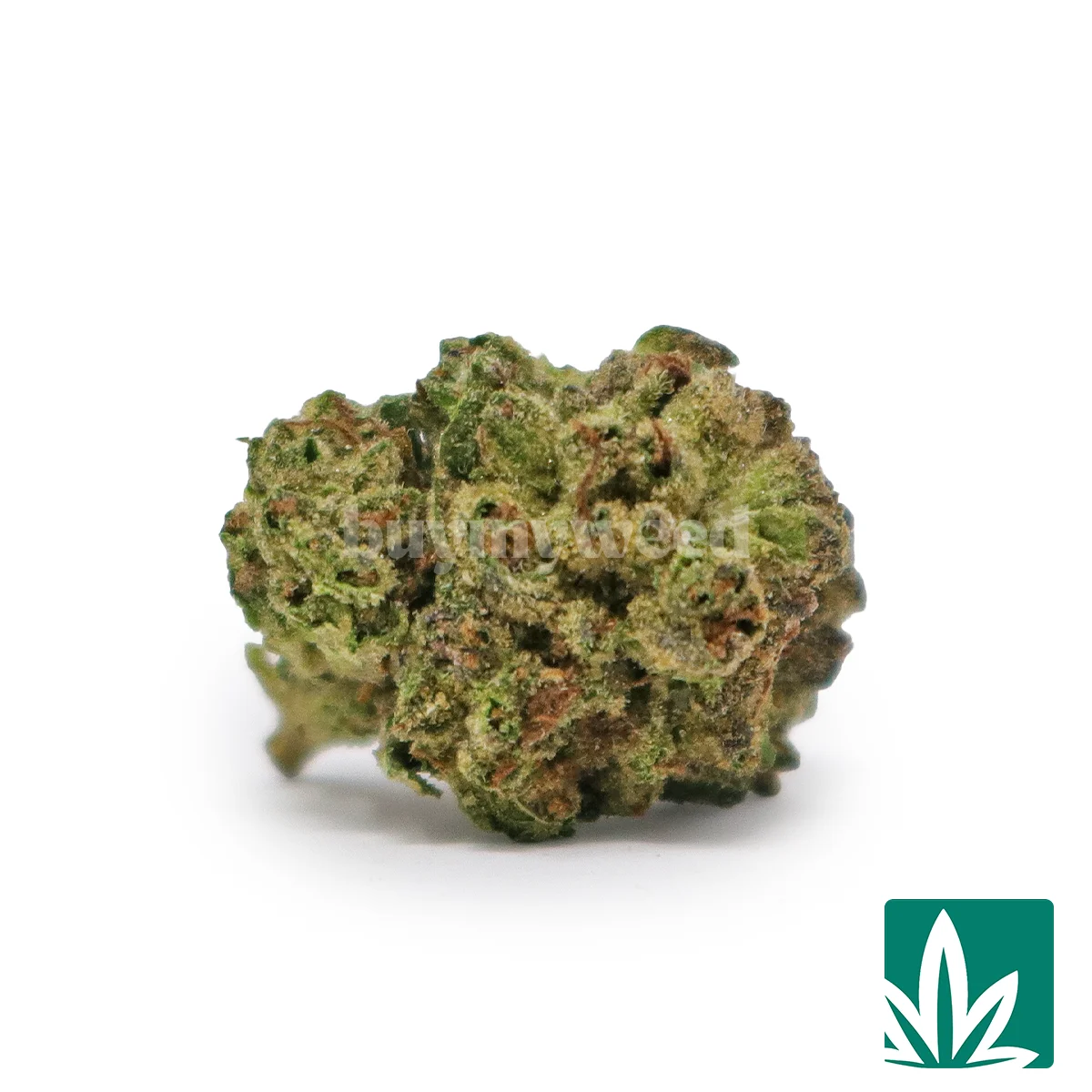 Gelato Cake 'Smalls' Strain - 1