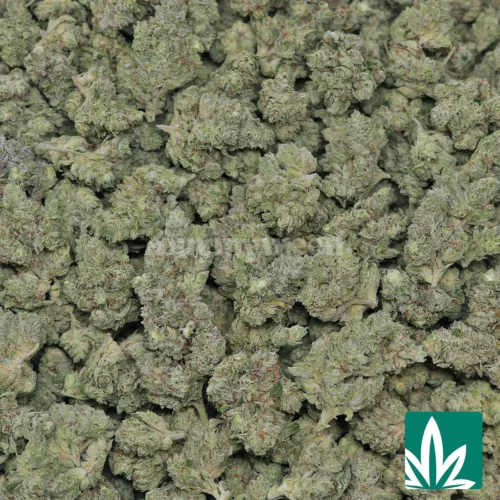 GG4 Strain.- 2